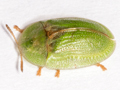 Cassida rubiginosa